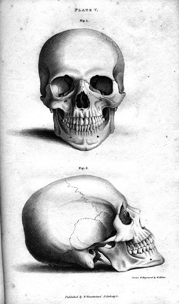 human skeleton drawing. human skull diagram. day of