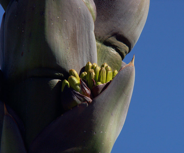 American-Chinatowns-Agave-Buds