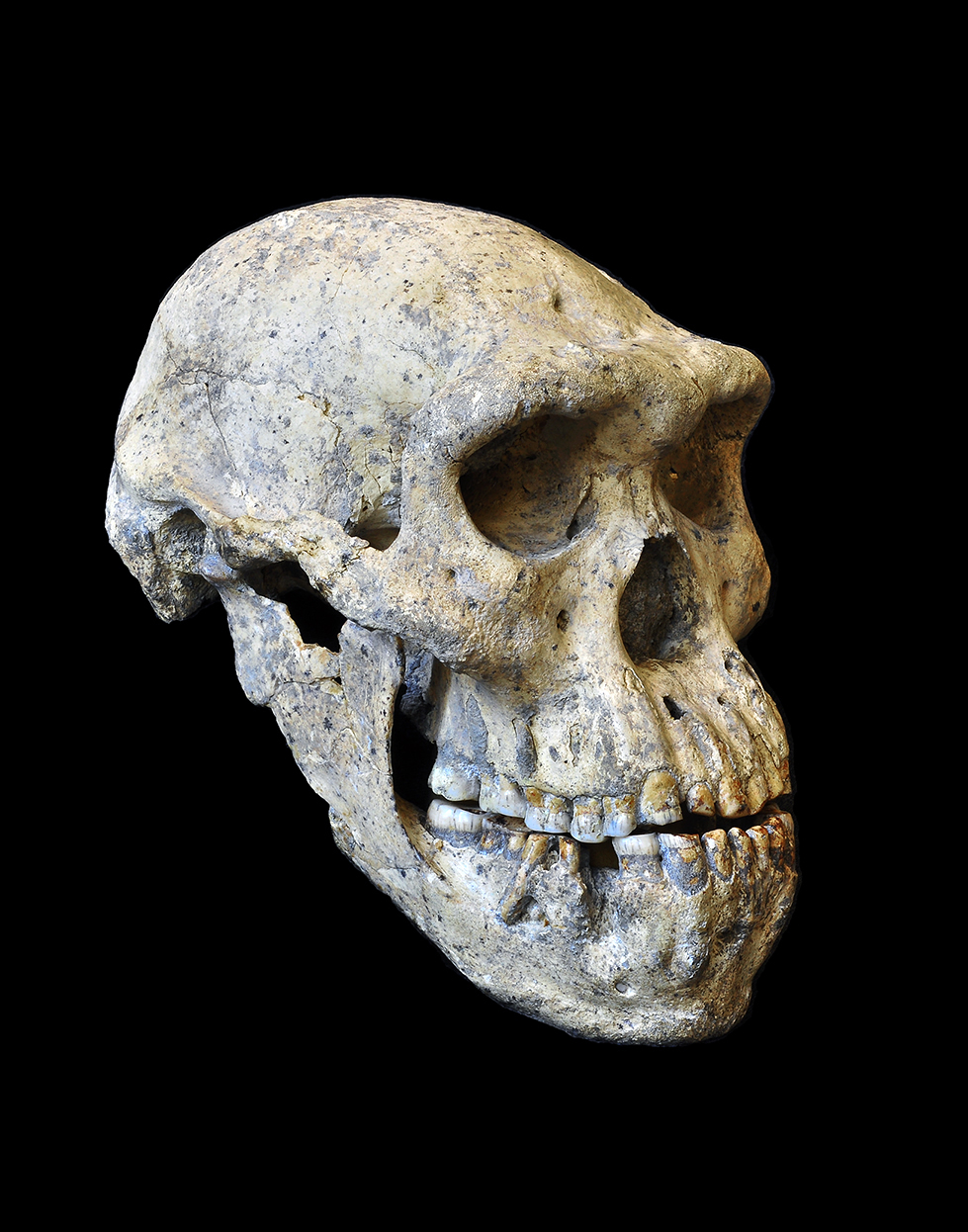 Georgian Hominid Skull