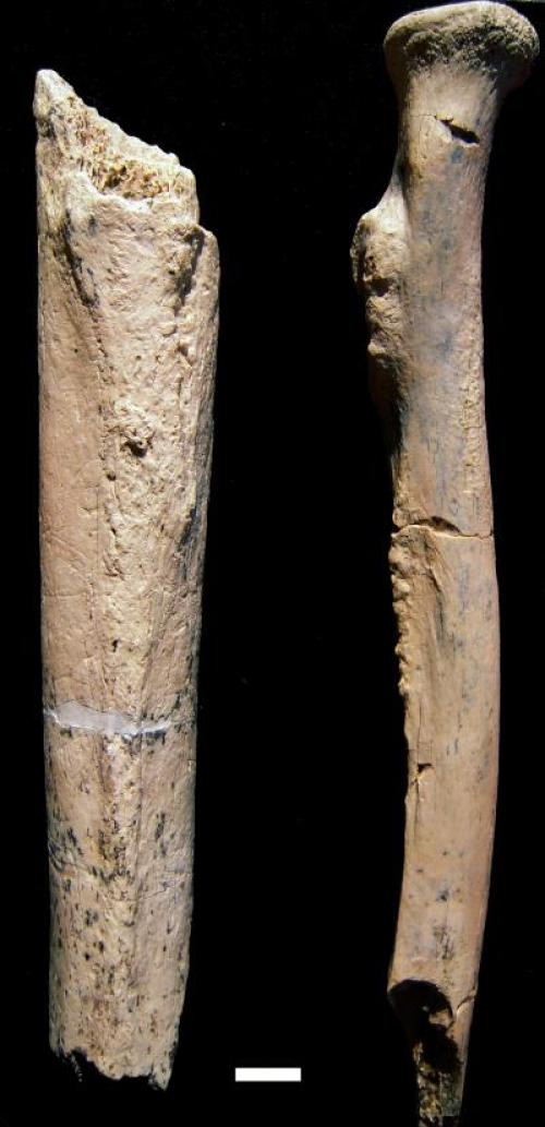 Olduvai-Gorge-Paranthropus-boisei