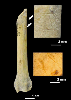 Atapuerca-Dog-Bones