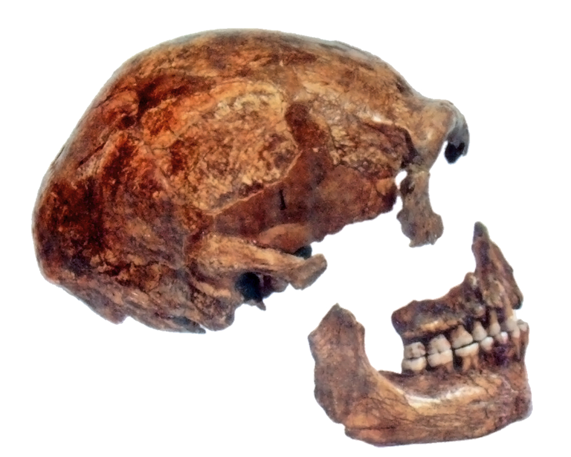 Spy Skull Neanderthal