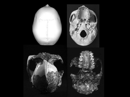 Cranium-Homo-Teeth-Size