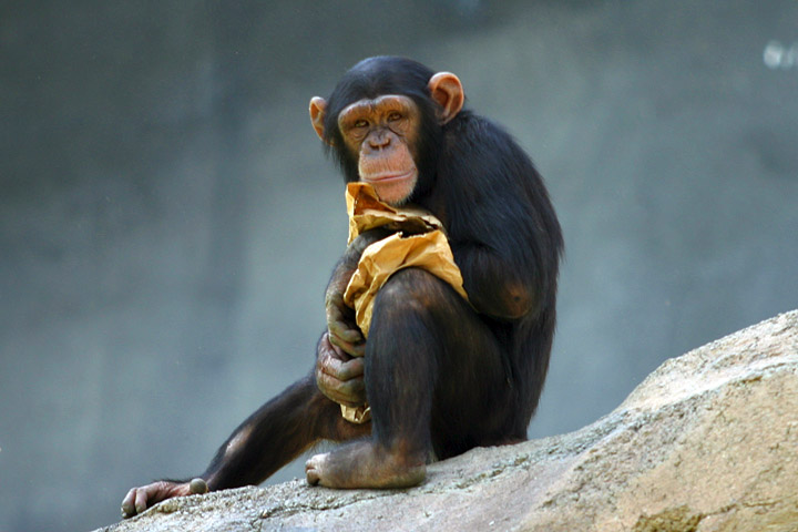 Chimpanzee-Genetic-Ancestor