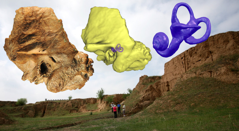 China-Cranium-Neanderthal-Trait