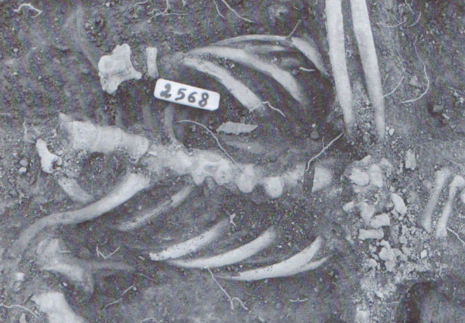 Medieval-Skeleton-DNA