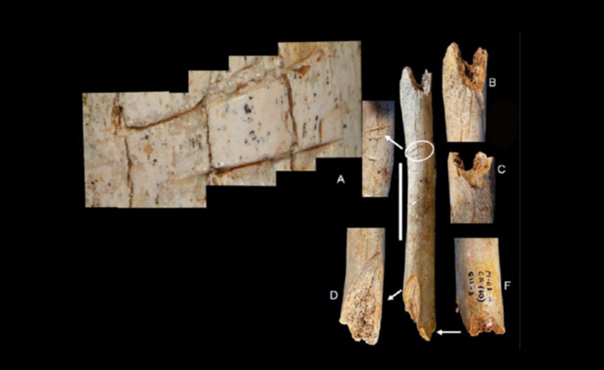 France Neanderthal bones