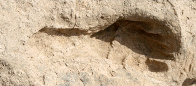 Homo Erectus Footprint