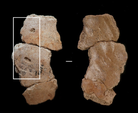 Carnivores Neanderthals predation