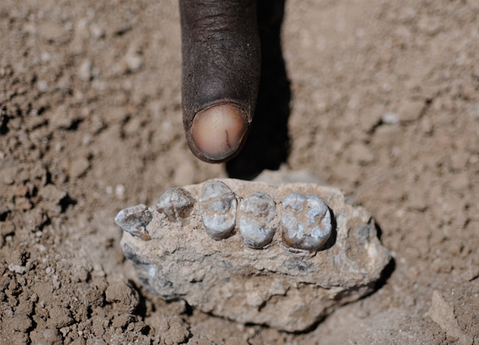Ethiopia Australopithecus deyiremeda