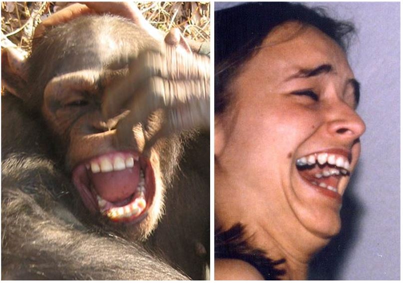 chimp laugh face