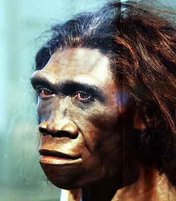 Hominid Size Theory