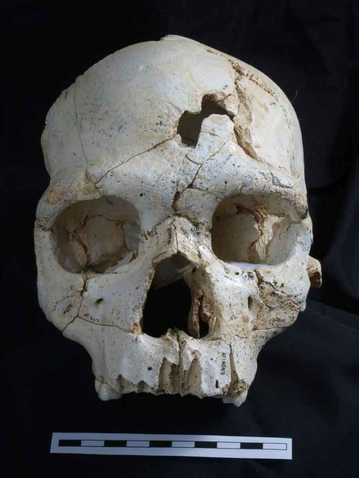 Trenches Homo heidelbergensis Skull