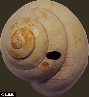 Libya snail shell