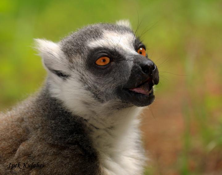 Lemurs communication vocalizations