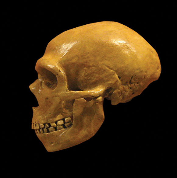 Neanderthal-Skull-Interbreeding