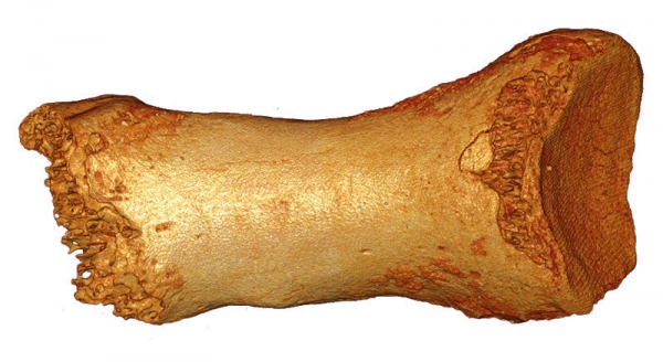 Altai Neanderthal Toebone