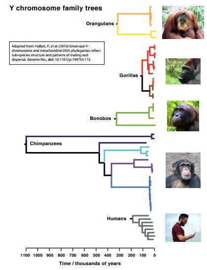 apes family trees2