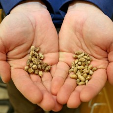 cultivated peanut genome