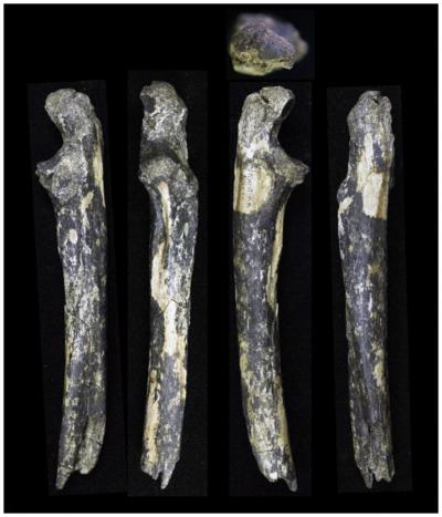 australopithecus afarensis fossils