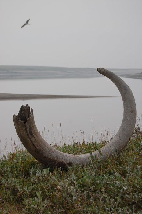 Arctic Mammoth Tusk