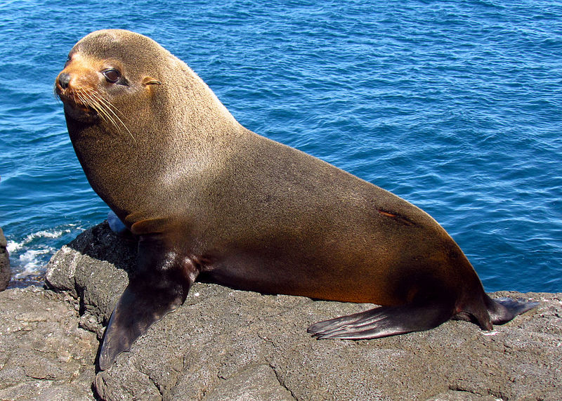 seal-sea-lion-tuberculosis-disease-new-world