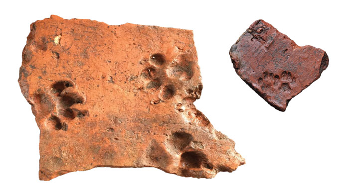 Cat Left a Pawprint in a 2,000-Year-Old Roman Roof Tile
