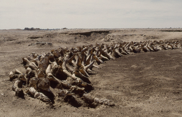 Kerma Tomb Cattle Skulls