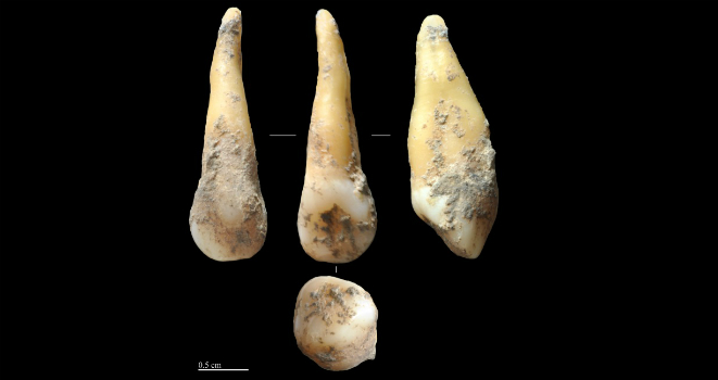 News - Genome Recovered From Neolithic Farmer in Southern Europe ...