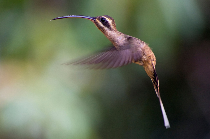 Trenches Peru Humming Bird