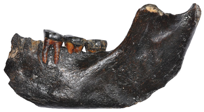 Doggerland Jawbone