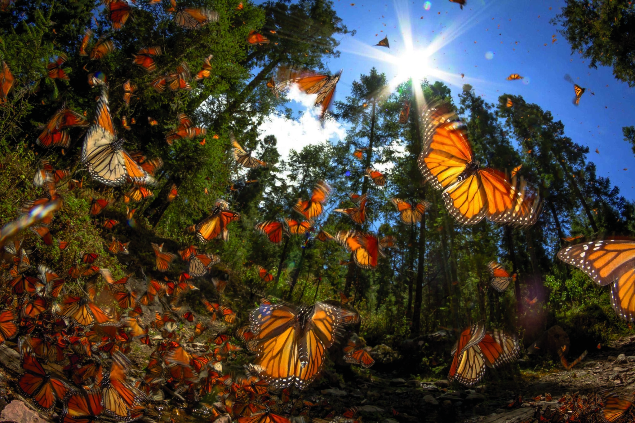 Features - Mexico's Butterfly Warriors - Archaeology Magazine ...