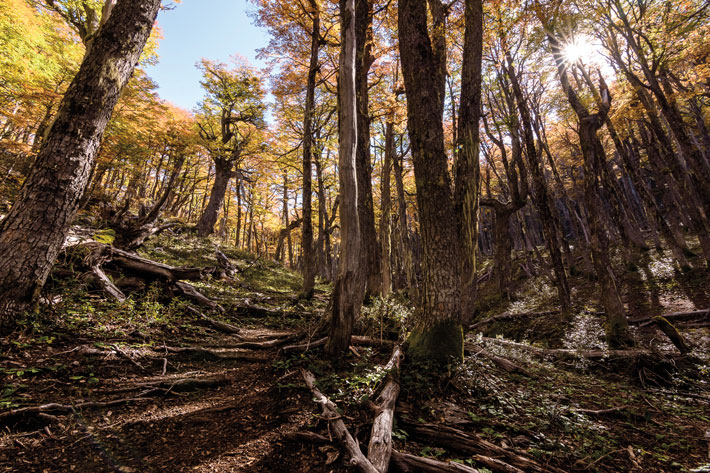 Patagonia Beech Forest