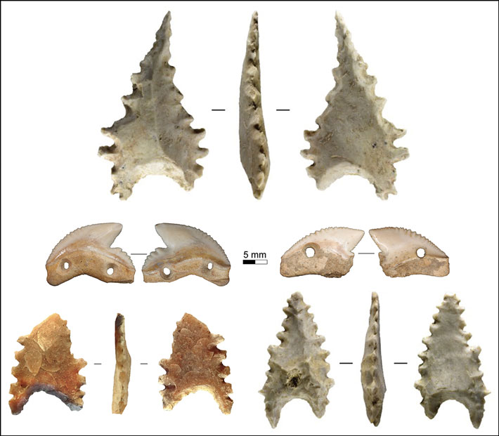 Indonesia Shark Teeth