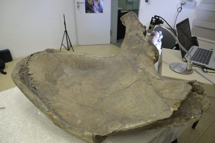 Palaeoloxodon Pelvic Bone