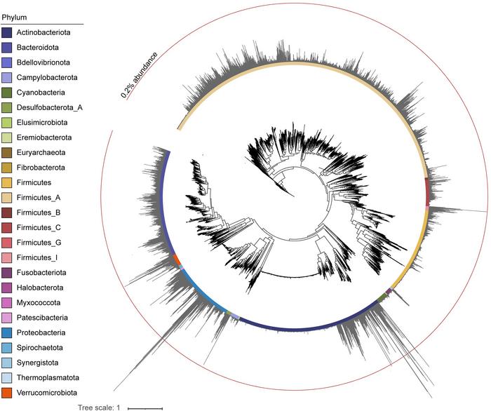 Japan Gut Bacteria Phylogenetic Tree