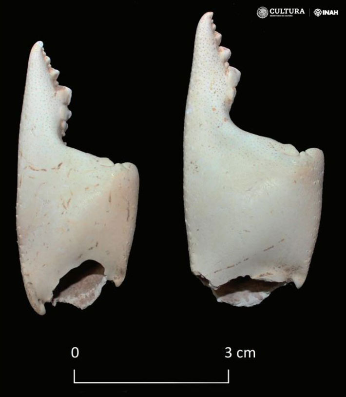 Mexico Palenque Crab Remains