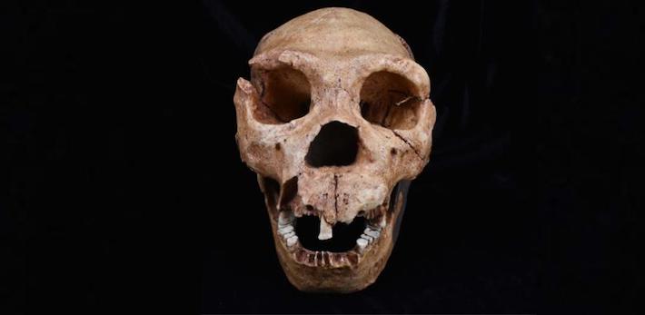 Homo Heidelbergensis Skull