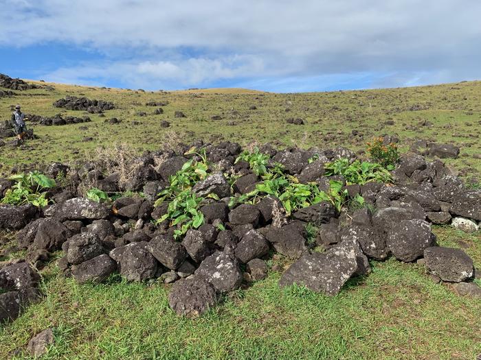Rock garden on Rapa Nui