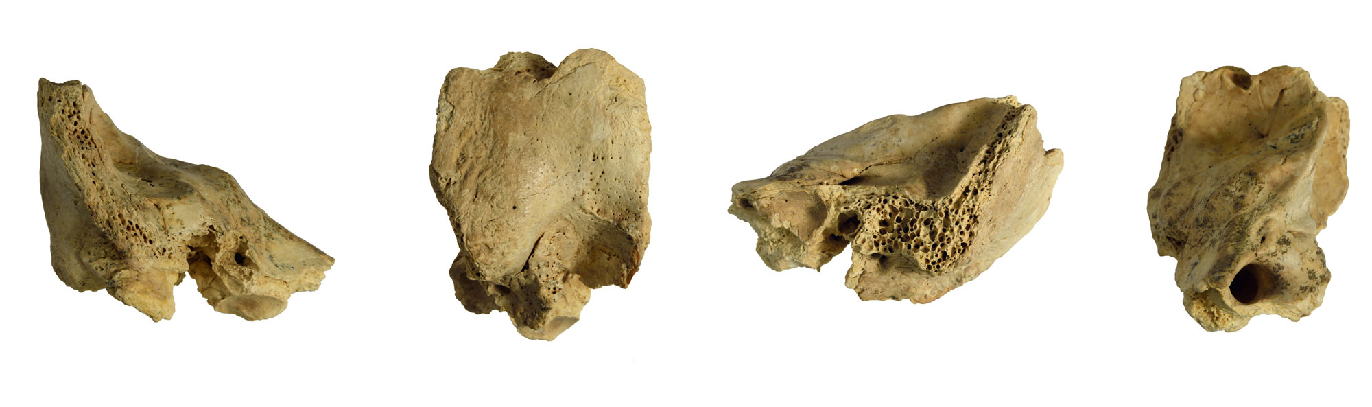 Inner ear fossil, Cova Negra, Spain