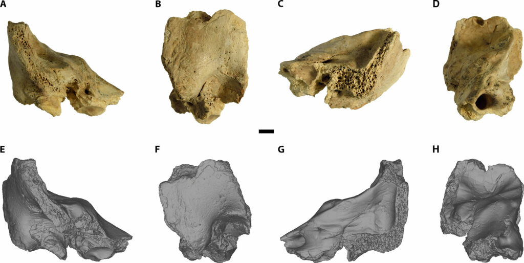 Inner ear fossil and 3-D model, Cova Negra, Spain