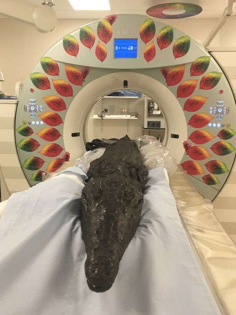 Crocodile mummy in CT scanner