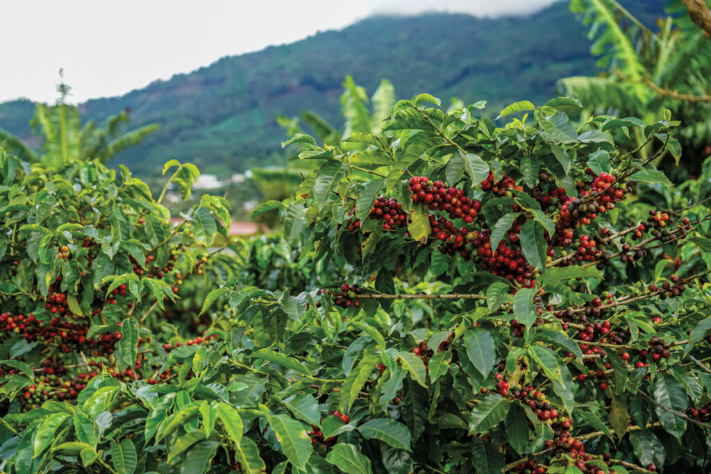 Coffee plants