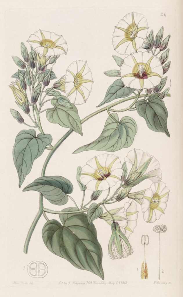 Print depicting the xtabentún plant