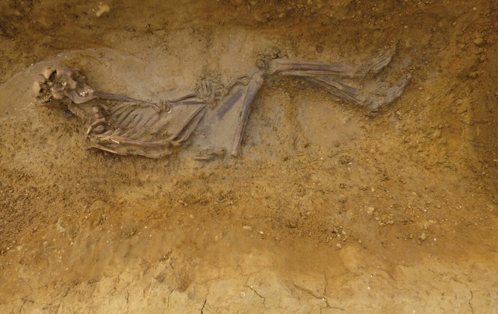 Offord Cluny 203645 burial, Cambridgeshire, England