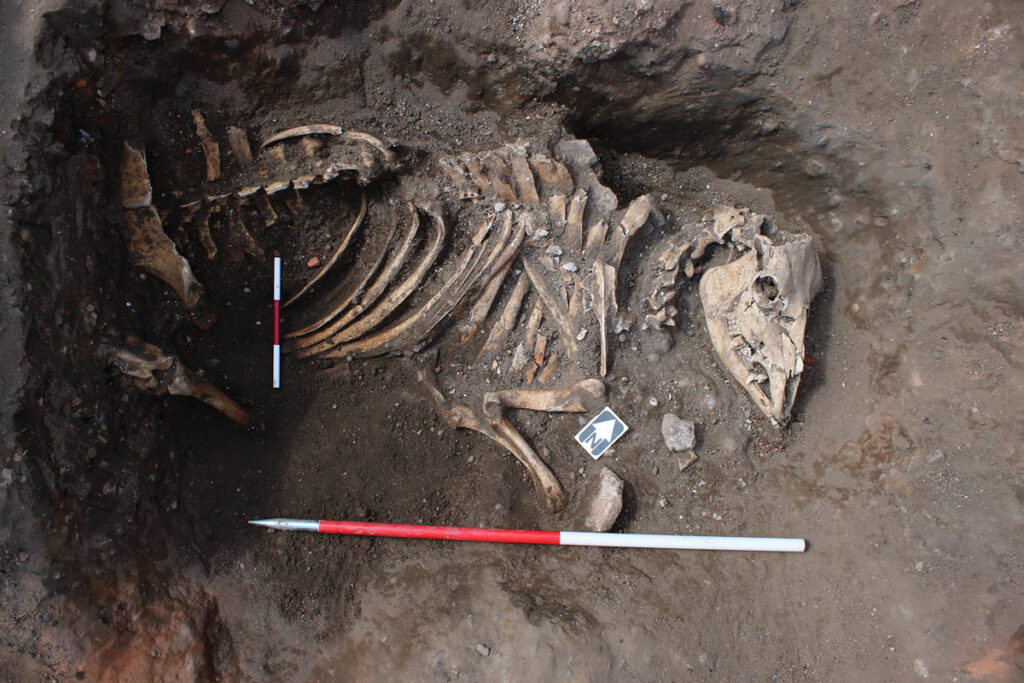 Horse skeleton, Newark, England