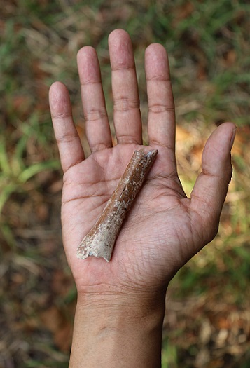 Homo floresiensis humerus bone