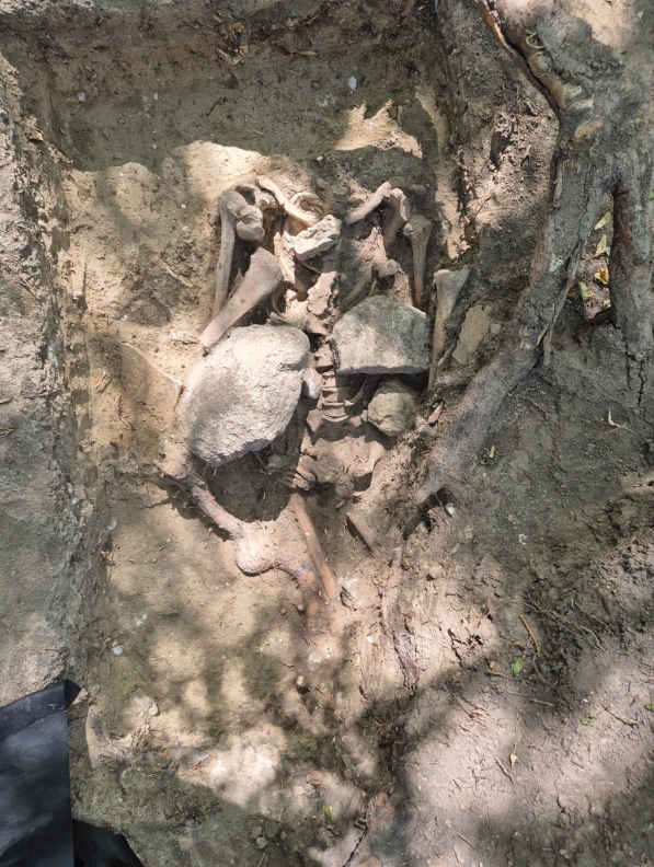 Burial of a man with stones on his upper body, Quedlinburg, Germany