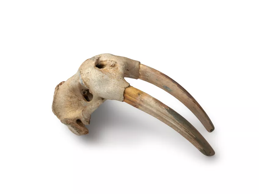 Walrus tusks attached to skull