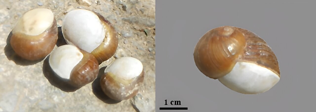 Cantareus apertus shells with epiphragms collected from Aouled Said